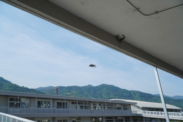 ツバメ