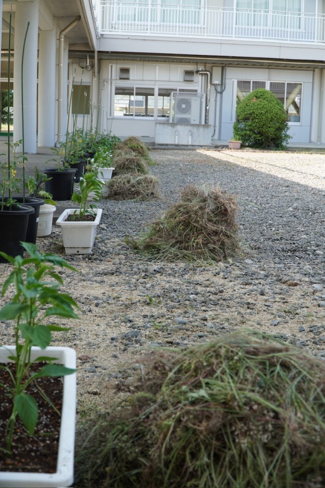 2年生の技術栽培と草刈りの跡